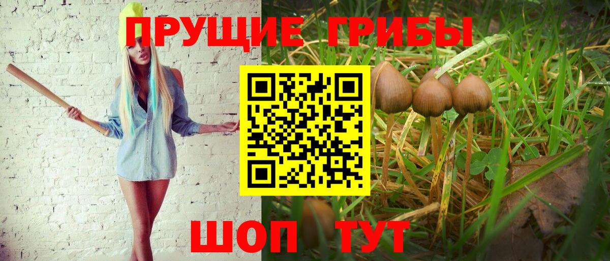Галлюциногенные грибы Cubensis Гусев